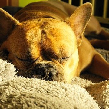 寝てるときに いびき をかいていませんか コラム 広島県東広島市のさくらペットクリニック 犬 猫の動物病院